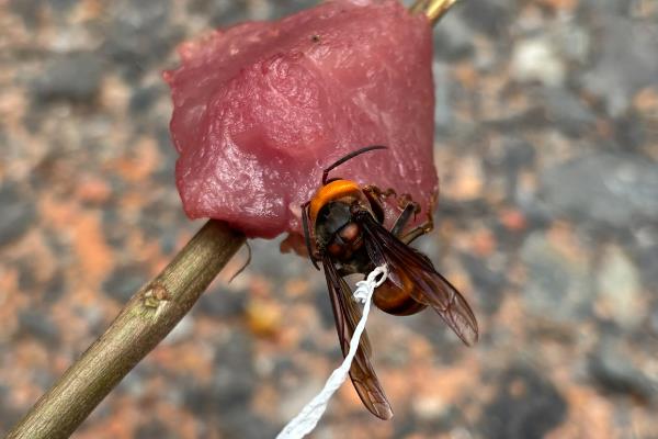 蜂毒会引起过敏的原因,免疫系统对蜂毒很敏感