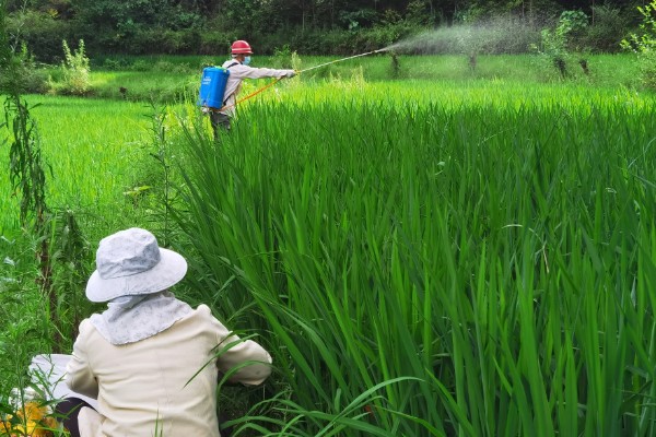 吡虫啉治蓟马怎么使用，施药的间隔时间取决于使用对象