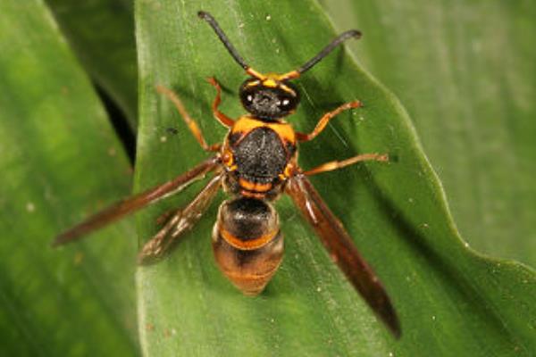 蜂毒会引起过敏的原因,免疫系统对蜂毒很敏感