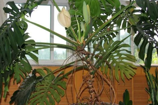 冬季养龟背竹的方式，需提前做好保暖工作