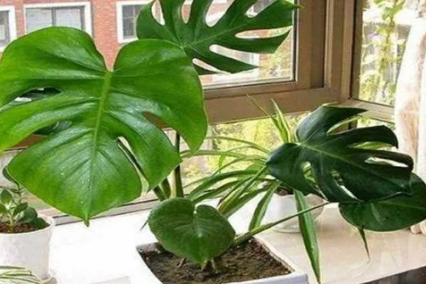 冬季养龟背竹的方式，需提前做好保暖工作