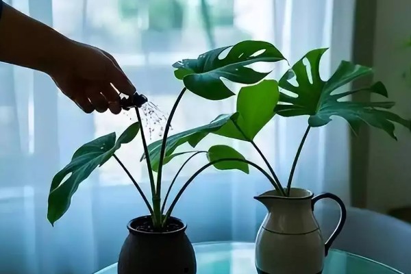 冬季养龟背竹的方式，需提前做好保暖工作