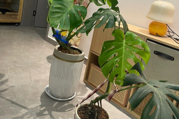 冬季养龟背竹的方式，需提前做好保暖工作