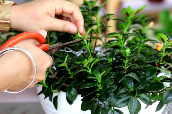 金鱼吊兰叶片发薄的原因,可能是土壤不适所导致的