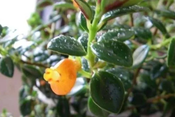 金鱼吊兰叶片发薄的原因,可能是土壤不适所导致的