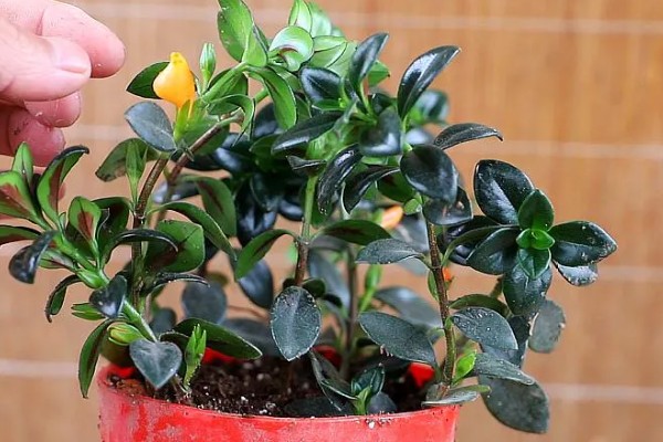 金鱼吊兰叶片发薄的原因,可能是土壤不适所导致的