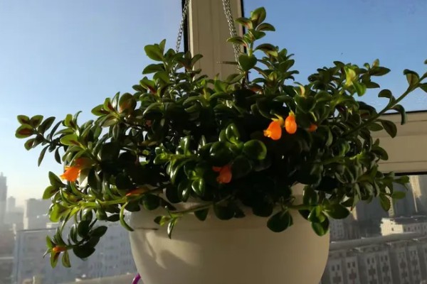 金鱼吊兰叶片发薄的原因,可能是土壤不适所导致的