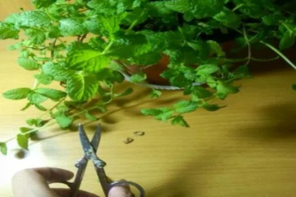盆栽薄荷如何修剪，长到8-10厘米时剪掉顶芽