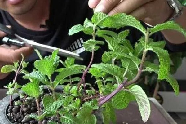 盆栽薄荷如何修剪，长到8-10厘米时剪掉顶芽