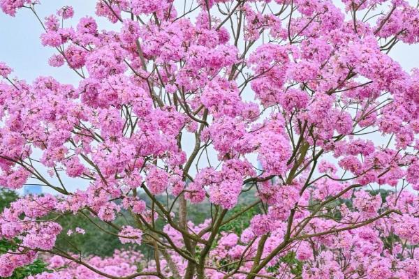 紫花风铃木什么时候开花，花期是12月份至翌年3月份