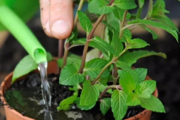 盆栽薄荷如何修剪，长到8-10厘米时剪掉顶芽