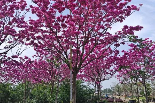 紫花风铃木什么时候开花，花期是12月份至翌年3月份