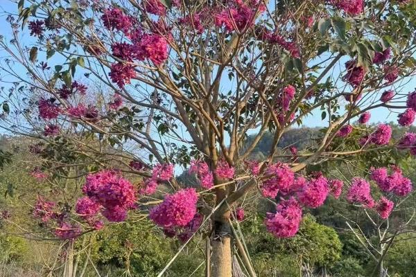 紫花风铃木什么时候开花，花期是12月份至翌年3月份