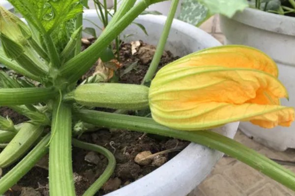 植物开花一定要授粉才可以结果吗，茄科、葫芦科植物无需授粉亦可结果