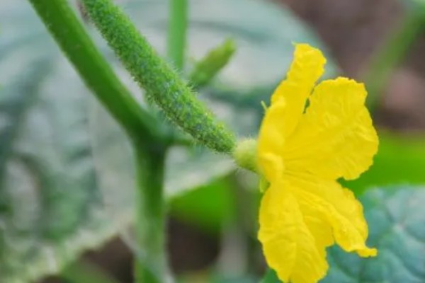 植物开花一定要授粉才可以结果吗，茄科、葫芦科植物无需授粉亦可结果