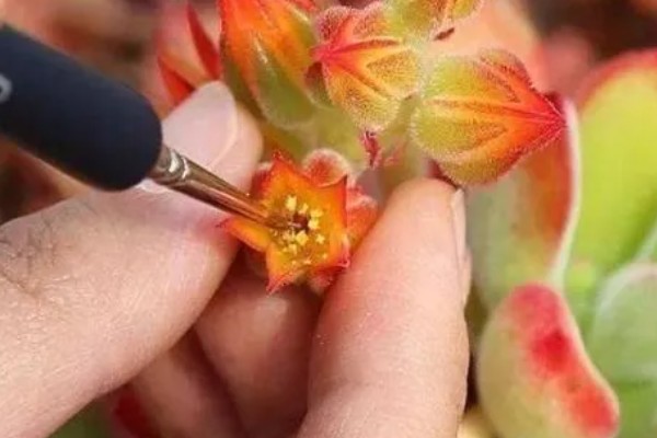 植物开花一定要授粉才可以结果吗，茄科、葫芦科植物无需授粉亦可结果