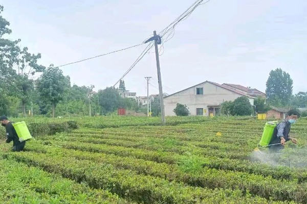 吡虫啉治蓟马怎么使用，施药的间隔时间取决于使用对象