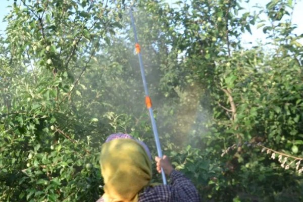 吡虫啉治蓟马怎么使用，施药的间隔时间取决于使用对象