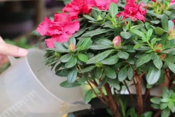 杜鹃花叶片枯萎如何解决，剪除黄叶并喷施多菌灵