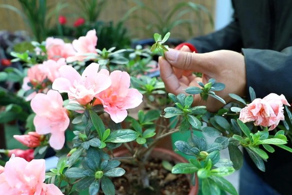 杜鹃花叶片枯萎如何解决，剪除黄叶并喷施多菌灵