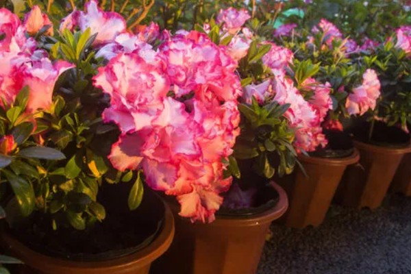 杜鹃花叶片枯萎如何解决，剪除黄叶并喷施多菌灵