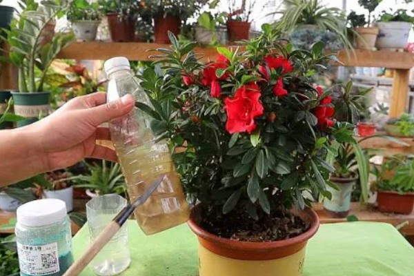 杜鹃花叶片枯萎如何解决，剪除黄叶并喷施多菌灵