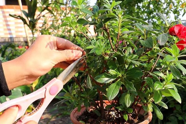 杜鹃花叶片枯萎如何解决，剪除黄叶并喷施多菌灵