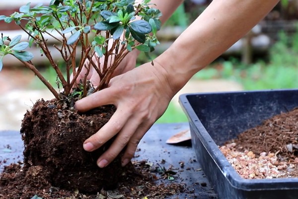 杜鹃花叶片枯萎如何解决，剪除黄叶并喷施多菌灵