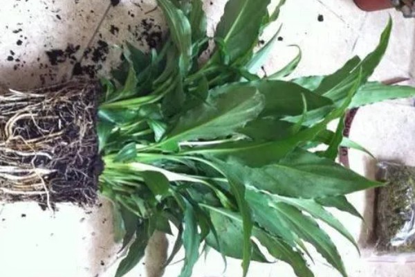 一帆风顺怎么繁殖,以分株、播种、组织培养为主