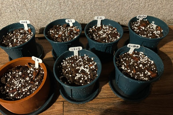 一帆风顺怎么繁殖,以分株、播种、组织培养为主