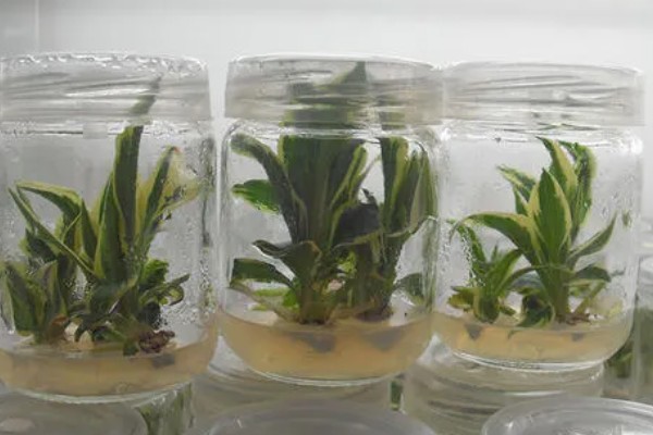 一帆风顺怎么繁殖,以分株、播种、组织培养为主