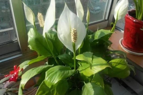 一帆风顺怎么繁殖,以分株、播种、组织培养为主