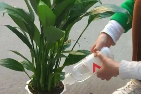 一帆风顺怎么繁殖,以分株、播种、组织培养为主