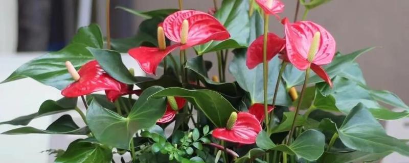 红掌适合养在室内吗，适合在屋内养殖的