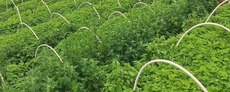 当归早期抽薹怎么防治，后期增施氮肥可抑制抽薹开花