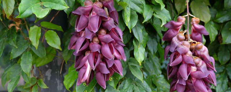 禾雀花有毒吗，种子是有毒的