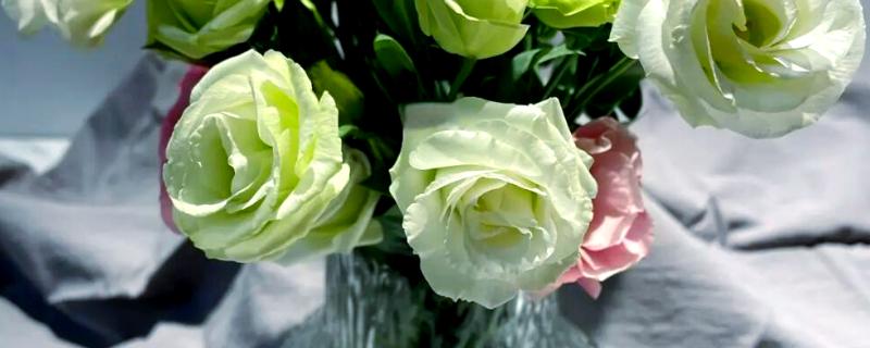 洋桔梗鲜切花怎么养护，每隔2天换一次水