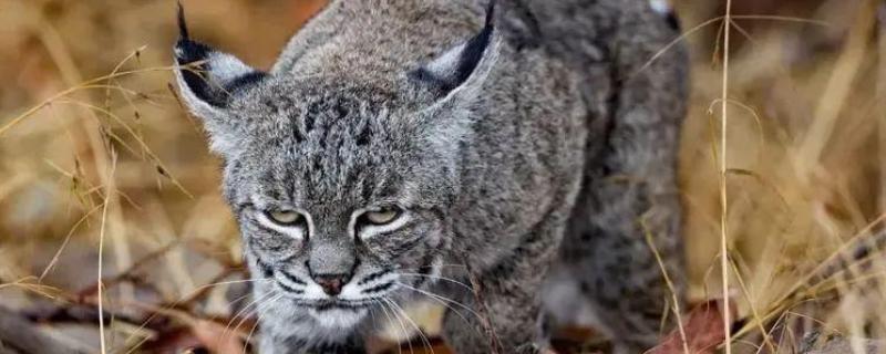 猞猁是哪种动物，属于中型猛兽