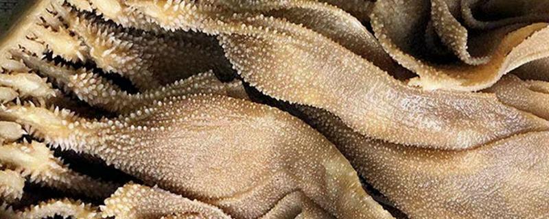 牛的网胃所处位置，位于瘤胃前部