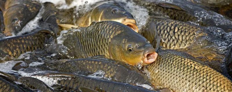 鲤鱼可以活多少年，有些可以活100年左右