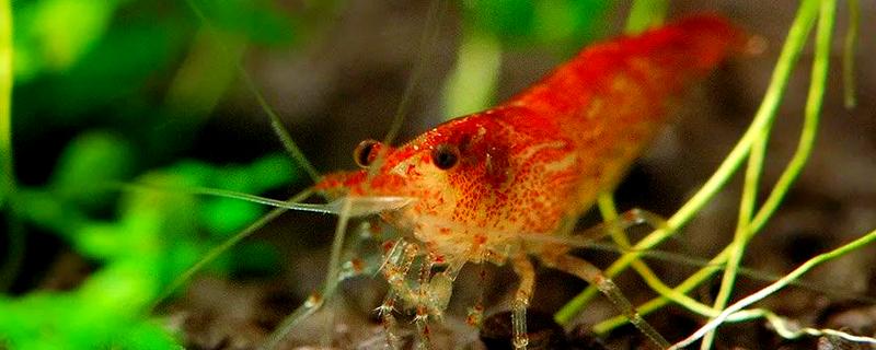 樱花虾的食物，主要吃藻类和浮游生物