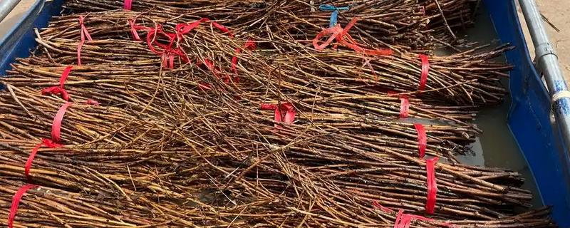 金蝉的繁殖方法，埋入卵枝后要注意对植物追肥