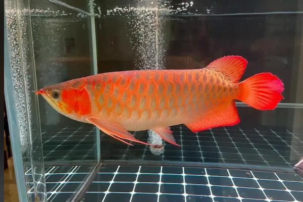 停电后龙鱼能不能活，最多能坚持10小时左右