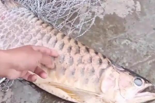 停电后龙鱼能不能活，最多能坚持10小时左右