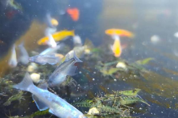 笋壳鱼怎么管理，长有4厘米左右时投喂混合饲料