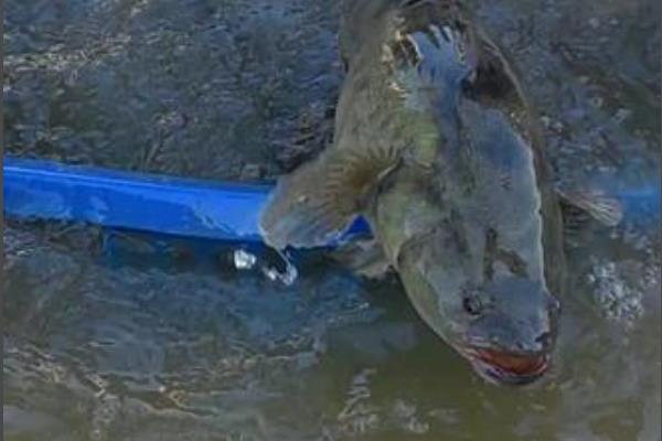 笋壳鱼怎么管理，长有4厘米左右时投喂混合饲料