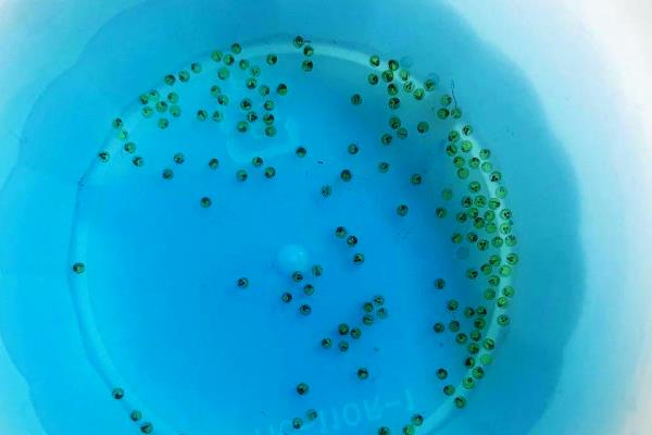 笋壳鱼怎么管理，长有4厘米左右时投喂混合饲料