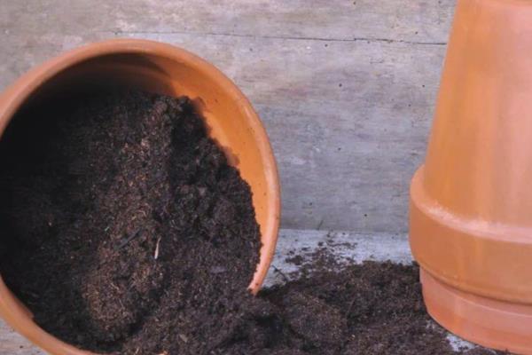 红仙丹怎么养殖，平时让盆土保持微湿