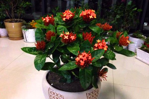 红仙丹怎么养殖，平时让盆土保持微湿