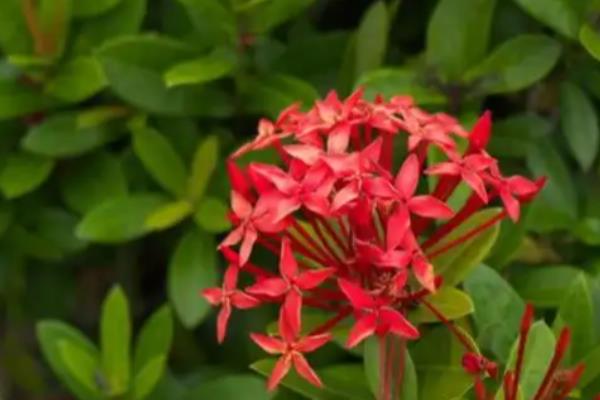 红仙丹怎么养殖，平时让盆土保持微湿